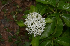 Pavetta indica
